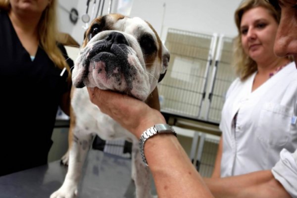 En tu día a día, siempre hay un veterinario