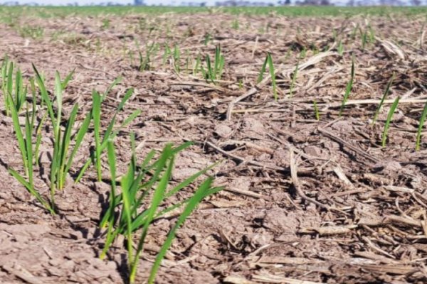 Recta final para sembrar trigo, sin clima que acompañe