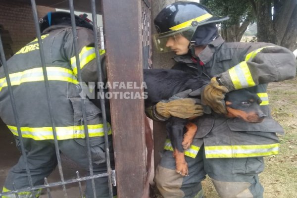 Loable acción de bomberos para rescatar a una mascota atrapada