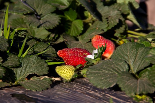 Proyectá Bio premió a la revalorización de residuos de frutilla