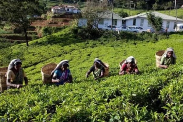 Sri Lanka da marcha atrás con la prohibición del glifosato tras el derrumbe productivo