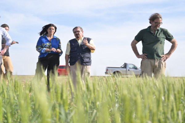 Trigo: Clara García pidió la Emergencia Agropecuaria frente a la sequía que pone en riesgo la cosecha