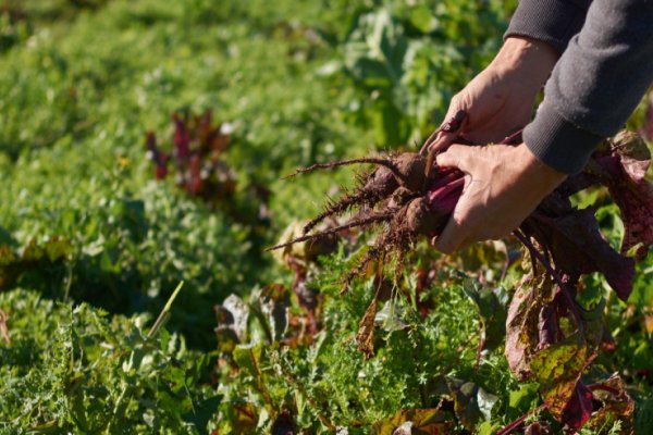 Lanzaron una línea de asistencia para productores hortícolas ¿Cómo acceder?