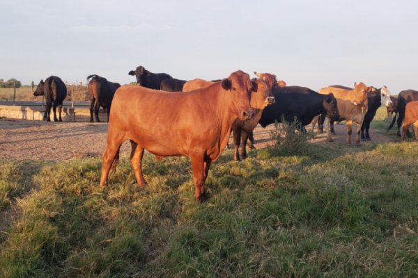 Continúa vigente la asistencia a pequeños productores de la agricultura familiar