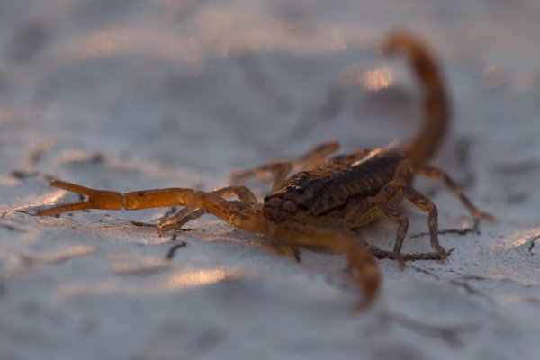 ¿Qué podemos hacer para prevenir las picaduras de alacranes?