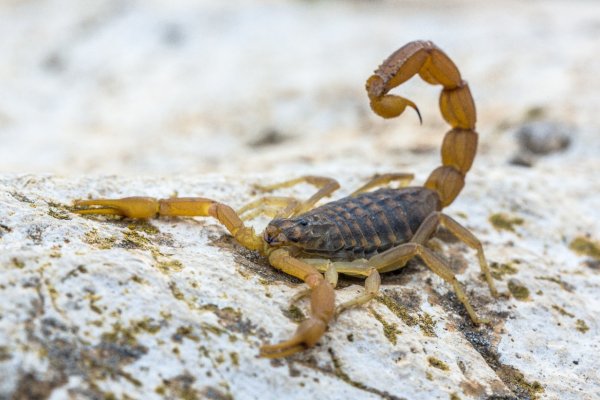 ¿Cómo prevenir picaduras de alacranes?