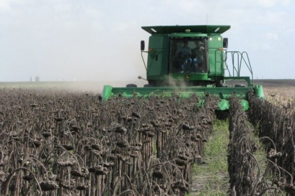 Comenzó la cosecha de girasol en la región