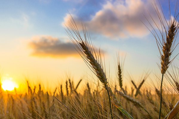 Garantizan el abastecimiento interno del trigo y saldo exportable, a pesar de la sequía