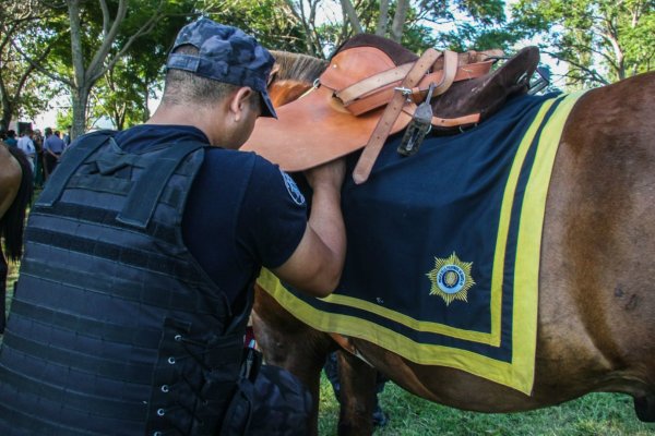 La Provincia busca comprar 20 caballos para la Policía