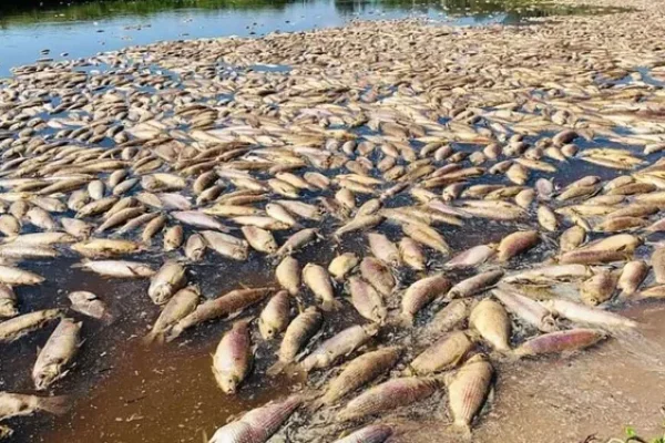 Se viralizan imágenes impactantes con miles de peces muertos por la sequía en el sur de Santa Fe