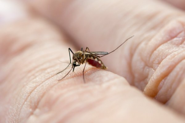 La importancia de conocer al mosquito del dengue