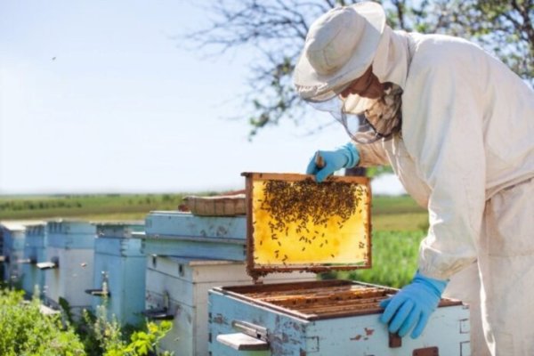 Menos miel: las abejas también son víctimas de la sequía