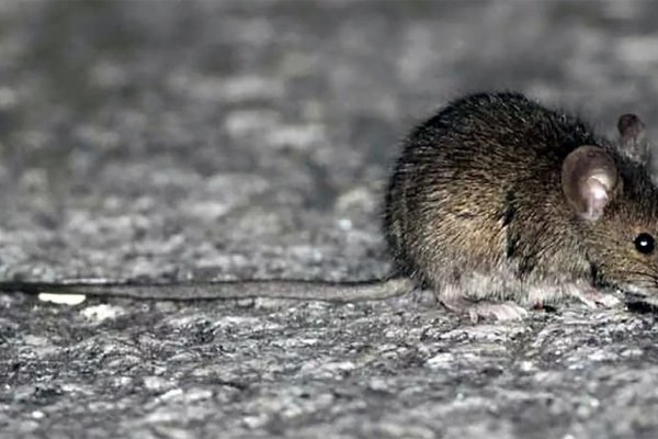 Un adolescente de Florencia murió por hantavirus en el hospital de Reconquista