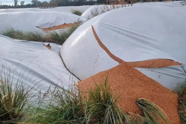 Destrozaron 51 silobolsas de una cooperativa y pusieron en riesgo 10.000 toneladas de trigo