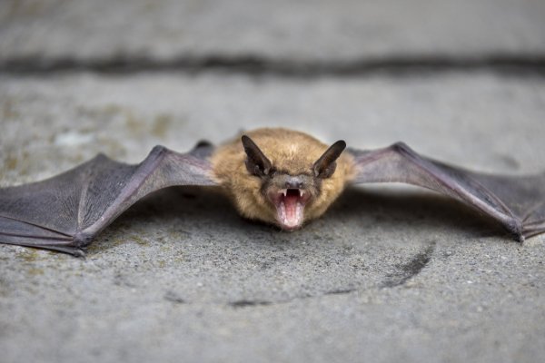 Bo. Villa del Parque: Confirman la aparición de un murciélago infectado con rabia