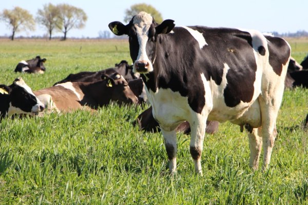 Piden a Nación que se declare a la lechería como economía regional