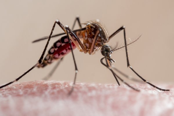 Santa Fe superó los 15 mil casos de dengue y registró una nueva muerte