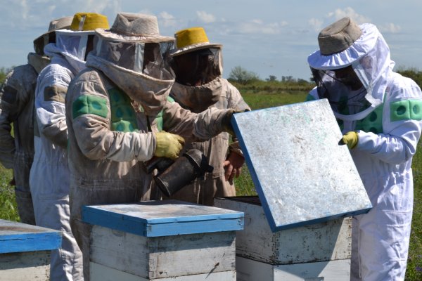 La Provincia impulsa el uso de una herramienta para combatir la mortalidad en colmenas