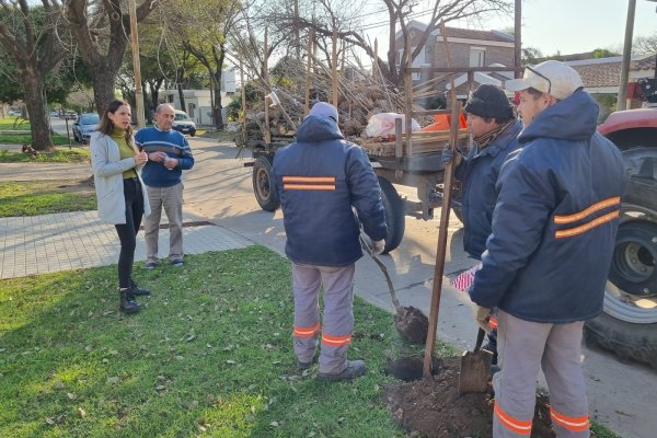 2000 árboles se suman a las calles de la ciudad