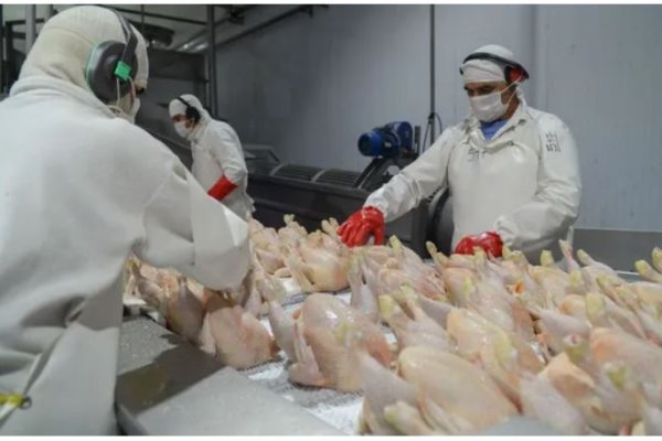 Argentina supera el brote de Influenza Aviar: Un paso hacia la recuperación con la pérdida de 2,2 millones de aves de corra