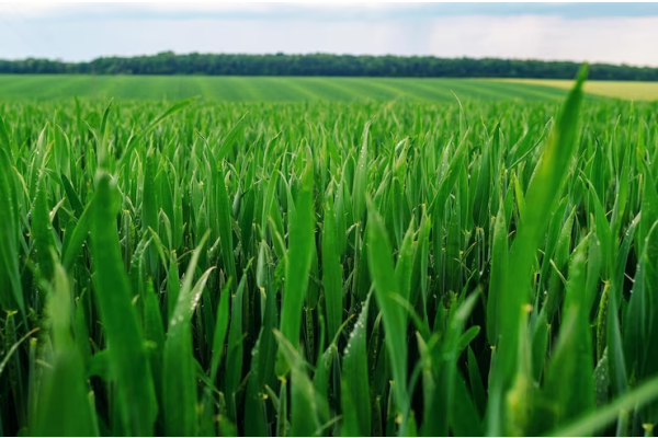 Los cultivos de trigo en la región evolucionan bien, pero esperan por lluvias