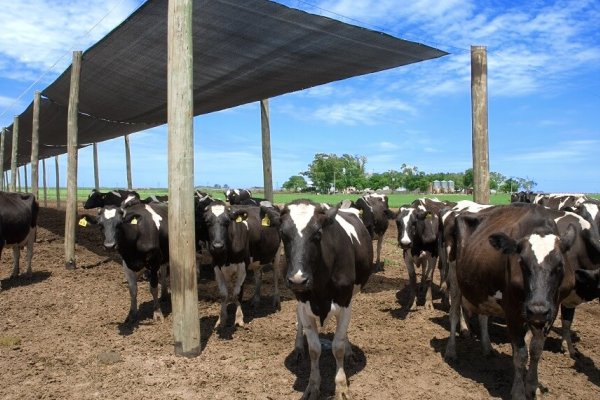 Prevén descenso en la producción global de leche; Argentina entre los más golpeados