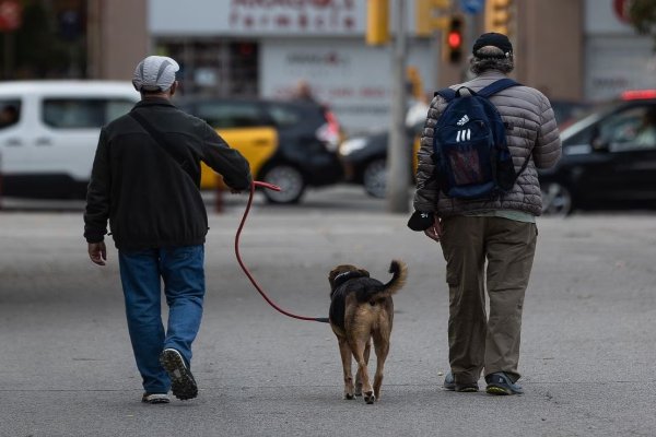 Quieren crear en Rafaela una “guardia urbana” para animales