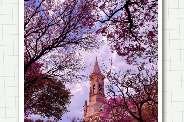 Capturando la belleza del Lapacho Rosado en paseo Yrigoyen: ganadores del concurso fotográfico