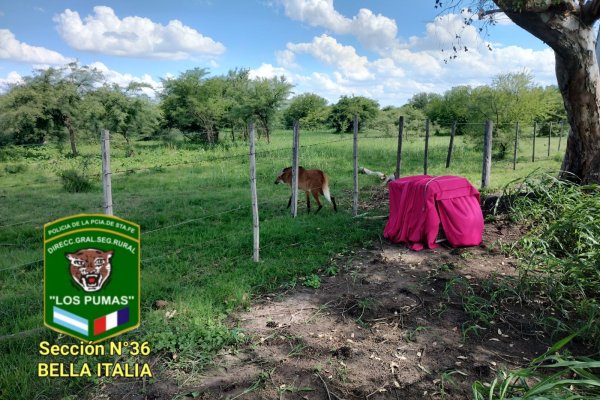 Liberaron el aguará guazú rescatado en Rafaela