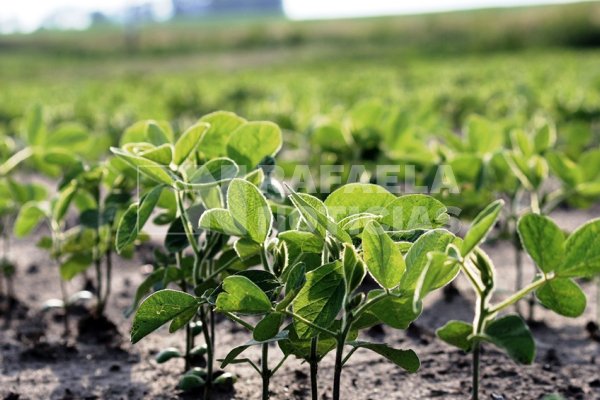La campaña agrícola en la región: comenzó la siembra de soja tardía con proyección de 600.000 hectáreas