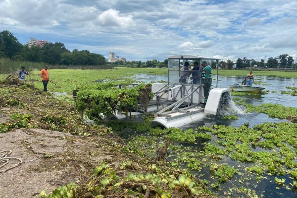 Comenzó a trabajar la cosechadora acuática en el lago del Parque Sur para retirar los repollitos de agua