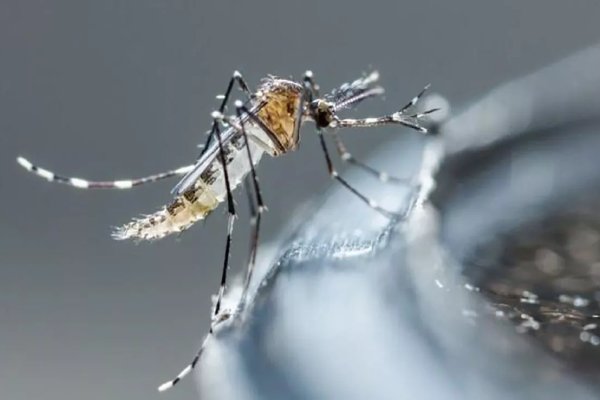 El Ministerio de Salud confirmó 9 casos de Dengue y dos de Encefalitis Equina en Santa Fe