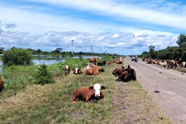 Contrastes climáticos: De sequía a inundación, el norte santafesino enfrenta mortandad de vacas y propagación de enfermedade