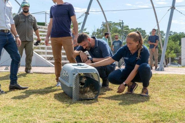 Liberaron a 109 aves de 8 especies diferentes en Santa Fe