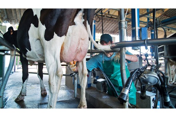 La producción nacional de leche superó los 11.300 millones de litros en 2023, pero cayó 2% en el año