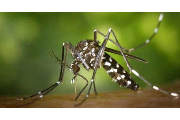 Prohibido  bajar la guardia: hay circulación viral de dengue en barrios de Rafaela