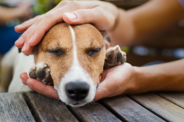 Investigan un envenenamiento de mascotas en Sunchales