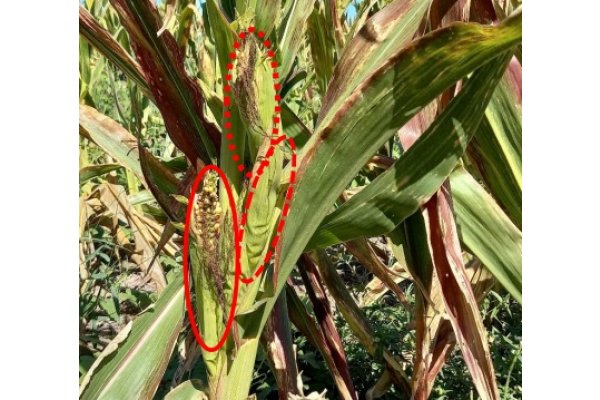 La acción de plagas afecta al maíz tardío y complica la campaña en los campos de la región