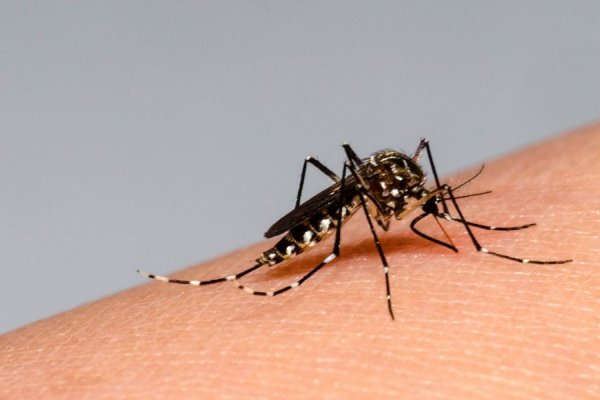 Dengue: “Acá faltó educación sanitaria, compromiso de la misma comunidad”