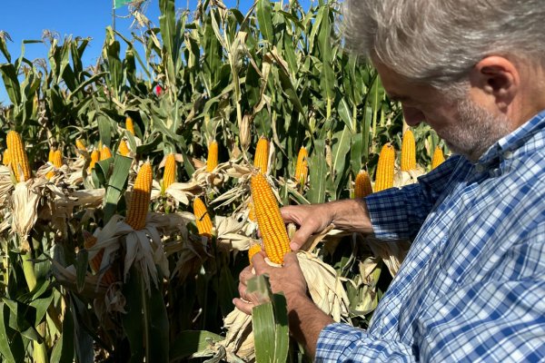 Chicharrita de maíz: Mirabella expresó su preocupación ante el Poder Ejecutivo