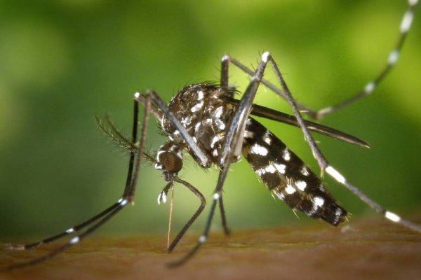 Dengue en Rafaela: reportaron 522 nuevos "oficiales" en la última semanz