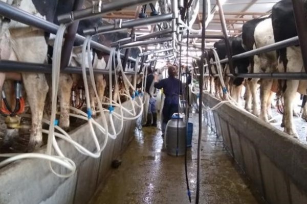 Fuerte caída interanual de la producción de leche en el país: ¿de cuánto fue en la región de Rafaela?