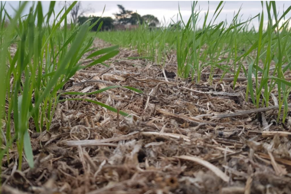 La siembra de trigo en la región entró en su última fase: ya se implantó casi el 80% de la superficie estimada
