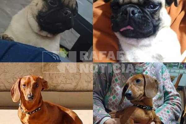 Barrio Villa del Parque: robaron dos perros de raza desde una vivienda