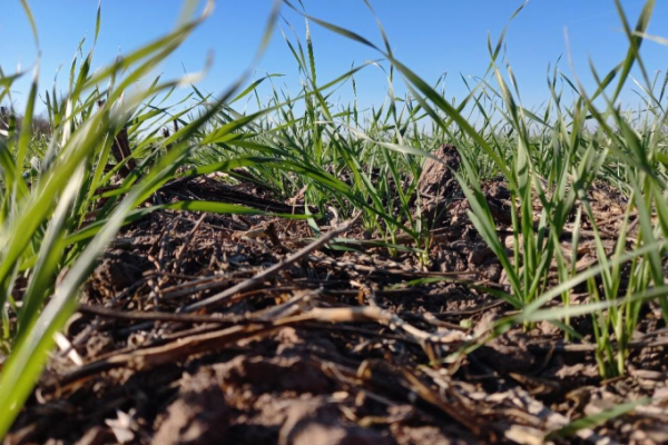 Comienza a preocupar la falta de agua en los suelos de la región: retrasos en la siembra de trigo
