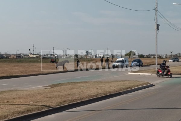 Peligro caballos sueltos: un equino resultó herido tras el impacto de un auto