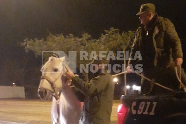 Caballos sueltos en Rafaela: Los Pumas secuestraron más equinos sueltos en la vía pública