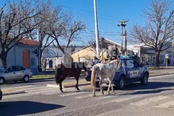 Siguen los procedimientos para retirar caballos de la vía pública