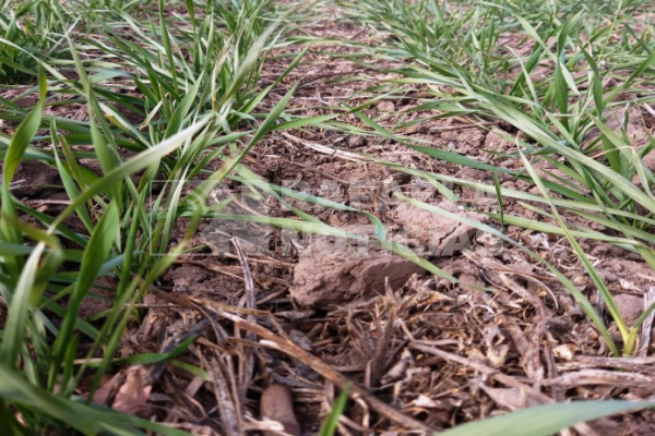Se paralizó la siembra de trigo en la región por la falta de humedad en los suelos