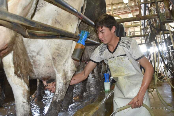 Santa Fe acumula en la primera mitad del año una caída promedio de 13,8% en la producción de leche